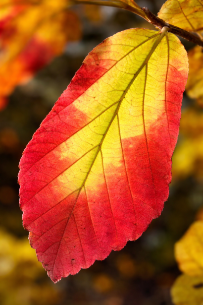 Parrotia Vanessa цікаве осінній колір